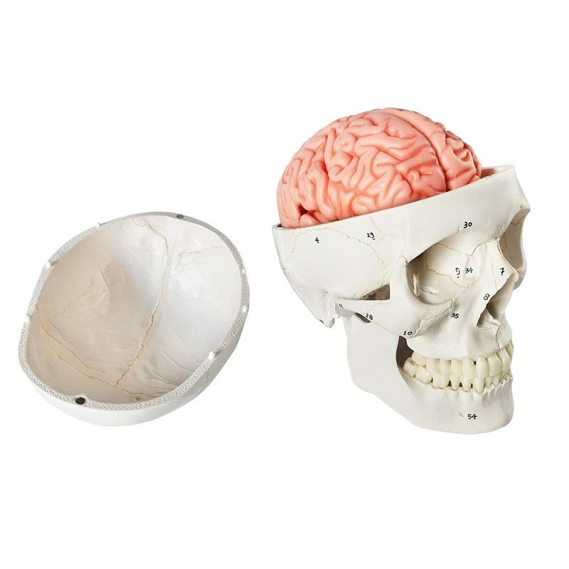 numbered anatomical teaching learning education 로고