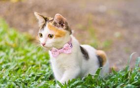 img 1 attached to 🐱 Quick Release Cat Collar with Bell - Adjustable Safety Cat Collar with Bowtie for Cats, Kittens, and Puppies by IDOLPET