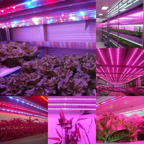 img 1 attached to 🌱 Xunata 16.4ft LED Grow Light Strip, SMD 5050 Waterproof Full Spectrum Red Blue 4:1 Rope Grow Light for Greenhouse Hydroponic Plant, 12V (IP67 Waterproof Tube, 4 Red:1 Blue)