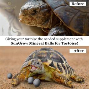 img 1 attached to 🐢 Premium SunGrow Tortoise Supplement Balls: Essential Calcium Source for Aquatic and Box Turtles & Tortoises - Pack of 10 Balls