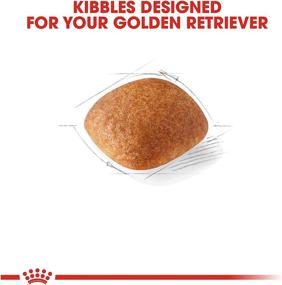 img 3 attached to 🐶 Высококачественный сухой корм Royal Canin Golden Retriever Adult, специально разработанный для породы, - ежедневное питание для вашего преданного компаньона