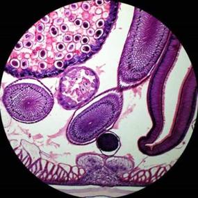 img 2 attached to Microscope Prepared Students Microscopic Demonstration Science Education