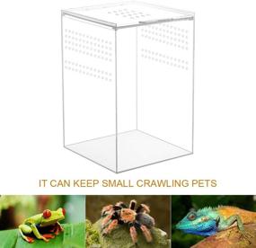 img 1 attached to 🐍 NANEEZOO 6x6x9 Magnetic Acrylic Reptile Cage: Transparent Enclosure for Tarantulas, Scorpions, and Invertebrates
