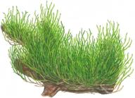 tropica taxiphyllum flame live aquarium logo