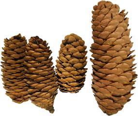 img 3 attached to Decorative Pinecones Perfect Fillers Creative