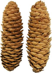 img 1 attached to Decorative Pinecones Perfect Fillers Creative