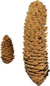 img 2 attached to Decorative Pinecones Perfect Fillers Creative