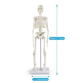 img 2 attached to 🦴 Explore the Intricacies of Human Skeleton with the Movable Skeleton Anatomy Model