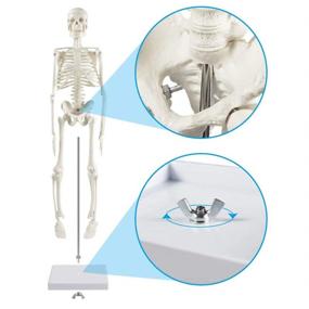 img 3 attached to 🦴 Explore the Intricacies of Human Skeleton with the Movable Skeleton Anatomy Model
