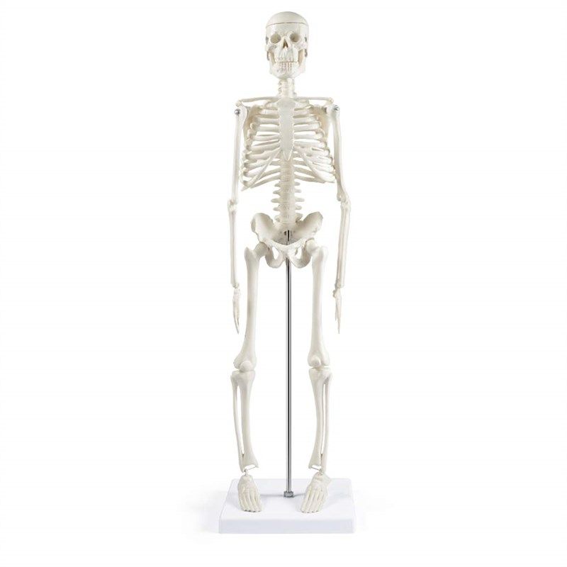 skeleton anatomy movable scientific skeletal 로고