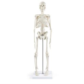 img 4 attached to 🦴 Explore the Intricacies of Human Skeleton with the Movable Skeleton Anatomy Model