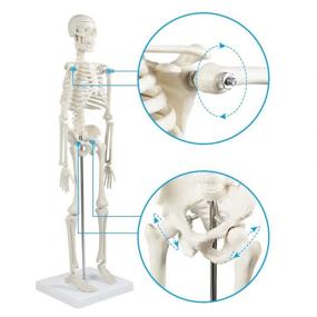 img 1 attached to 🦴 Explore the Intricacies of Human Skeleton with the Movable Skeleton Anatomy Model