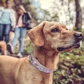 img 1 attached to 🐶 Hikiko Reflective Leather Dog Collar: Soft & Breathable with Glow in The Sun Feature, Heavy Duty Buckle for Medium Large Dogs - Get Yours Today!