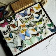 🦋 delightful butterfly scrapbook: doraking's whimsical decoration illustration logo