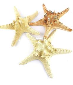 img 2 attached to Worlds Brown Natural Knobby Starfish