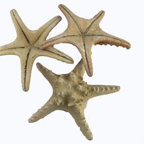 img 1 attached to Worlds Brown Natural Knobby Starfish