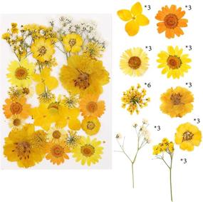 img 2 attached to 🌸 Vibrant 107-Piece Real Dried Pressed Flowers Petals Kit: Colorful Daisies and Gypsophila for Resin Art, Home Decor, Pendant Crafts, Scrapbooking - DIY Bliss!