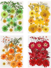 img 4 attached to 🌸 Vibrant 107-Piece Real Dried Pressed Flowers Petals Kit: Colorful Daisies and Gypsophila for Resin Art, Home Decor, Pendant Crafts, Scrapbooking - DIY Bliss!