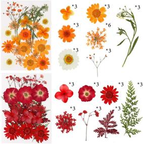 img 1 attached to 🌸 Vibrant 107-Piece Real Dried Pressed Flowers Petals Kit: Colorful Daisies and Gypsophila for Resin Art, Home Decor, Pendant Crafts, Scrapbooking - DIY Bliss!