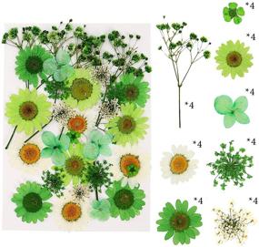 img 3 attached to 🌸 Vibrant 107-Piece Real Dried Pressed Flowers Petals Kit: Colorful Daisies and Gypsophila for Resin Art, Home Decor, Pendant Crafts, Scrapbooking - DIY Bliss!