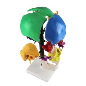 img 3 attached to Vision Scientific Multi Colour Disarticulated Relationship