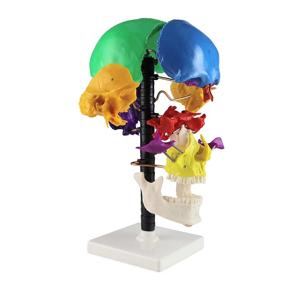 img 4 attached to Vision Scientific Multi Colour Disarticulated Relationship