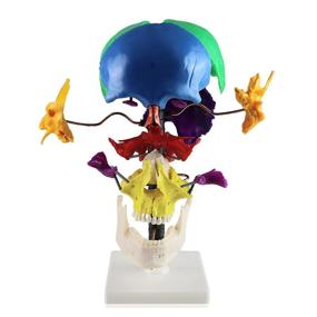 img 1 attached to Vision Scientific Multi Colour Disarticulated Relationship