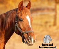 intrepid international hoof brush purple логотип