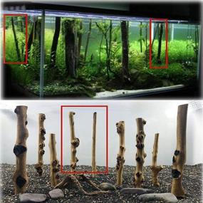 img 2 attached to Hamiledyi Driftwood Aquarium Decoration Set - 4 Pcs Assorted Size 🌿 Driftwood Branches, Natural Wood Habitat Decor for Fish Tank, Forest Branch Terrarium