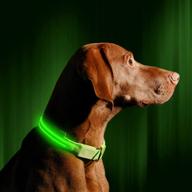 🐶 illumiseen led dog collar usb rechargeable – enhancing pet safety with bright & high visibility lighted glow collar for night walking – weatherproof, available in 6 colors & 6 sizes logo