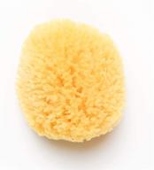 🧽 kyte baby natural sea sponge - premium, sustainable & chemical-free - 4 to 5 inches logo