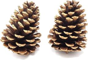 img 2 attached to 🌲 Real Pine Cone Crafts - Set of 6 Natural Pine Cones - Ideal for DIY Projects - Decorative Fillers for Vases - Approximately 3 inches in Height