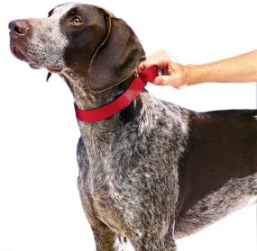 img 2 attached to 🐶 PetSafe Martingale Collar - Adjustable Design that Tightens on Dog's Pulling, Prevents Slipping - Ideal for Strong Pullers, Enhanced Control - Choke Collar Alternative - Available in Various Colors and Sizes