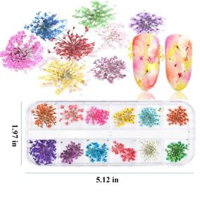 img 3 attached to 🌸 EBANKU 132PCS 3D Dried Flowers Nail Art Decals: Colorful Gypsophila Daisy Hydrangea Stickers with Tweezers and Real Natural Flower Decoration Supplies