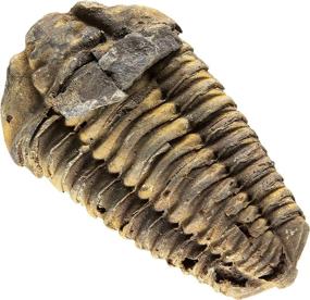 img 4 attached to Captivating KALIFANO Authentic Arthropod: Discover the Majestic Trilobite From Morocco
