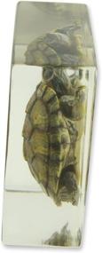 img 1 attached to REALBUG TE31 Turtle Specimen