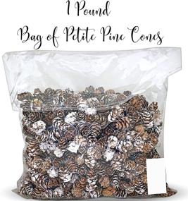 img 3 attached to BANBERRY DESIGNS White Washed Pinecones Home Decor