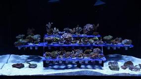 img 1 attached to Innovative Marine Coral Frag Rack - 🐠 Reef Rack (102): Optimize Your Coral Frag Display