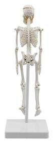 img 2 attached to Miniature Human Skeleton Model Tall
