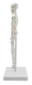 img 3 attached to Миниатюрная модель человеческого скелета в высоту