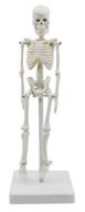 miniature human skeleton model tall logo
