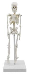 img 4 attached to Miniature Human Skeleton Model Tall