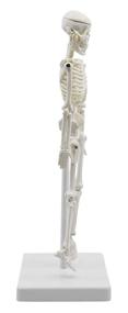img 1 attached to Miniature Human Skeleton Model Tall