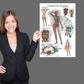 img 1 attached to Lymphatic System Anatomy Poster with Lamination