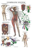lymphatic system anatomy poster with lamination logo