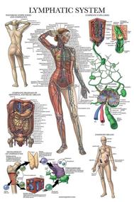 img 4 attached to Lymphatic System Anatomy Poster with Lamination