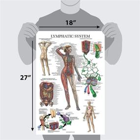 img 2 attached to Lymphatic System Anatomy Poster with Lamination