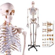 🧠 enhance learning with lyou skeleton anatomical teaching studying tool логотип