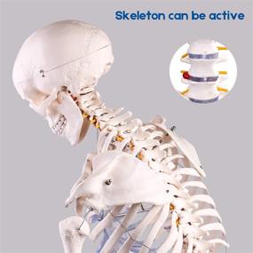 img 2 attached to 🧠 Enhance Learning with LYOU Skeleton Anatomical Teaching Studying Tool