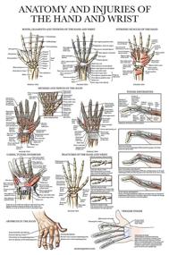 img 4 attached to 🖼️ Comprehensive Laminated Poster: Understanding Wrist Anatomy and Injuries